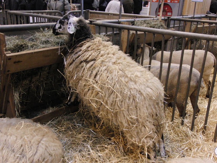 Rasa franceza Rava - Rase de oi si capre poze deosebite 13