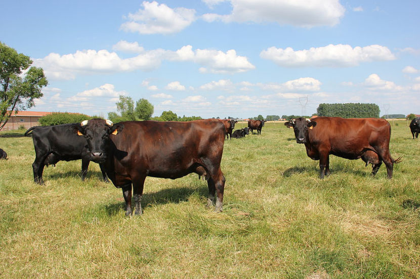 Vacute rosii - RASE DE VACI FRUMOASE-2