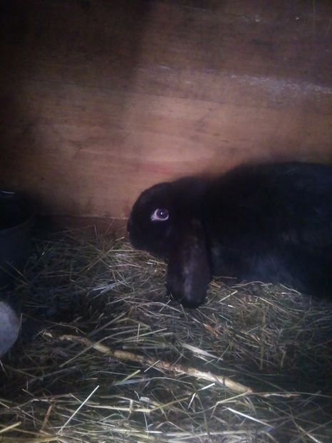 1487595068911-1342477724 - Iepuri berbec german matca 2017