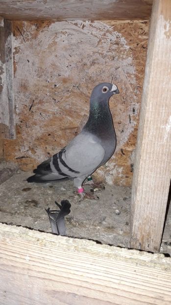 M6 2015 - masculi stil vechi matca 2017