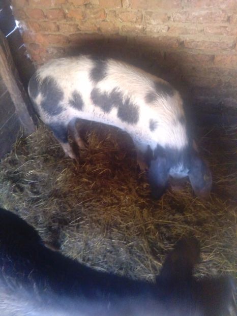 1487595479344-1157829357 - Achiziti pt 2017