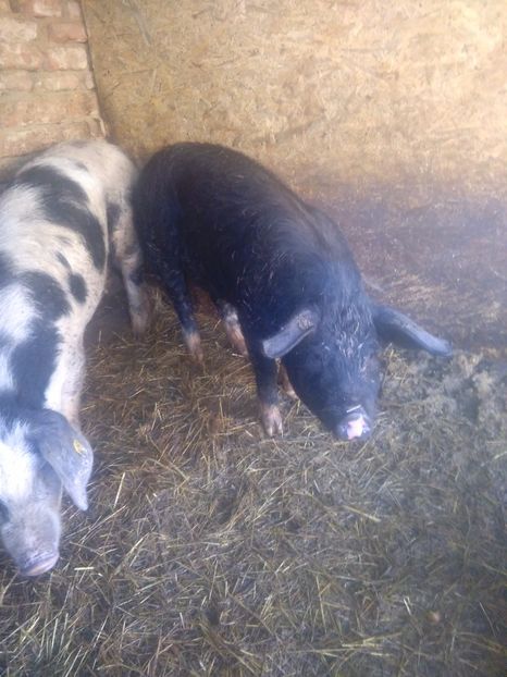 1487595642449-439631658 - Achiziti pt 2017