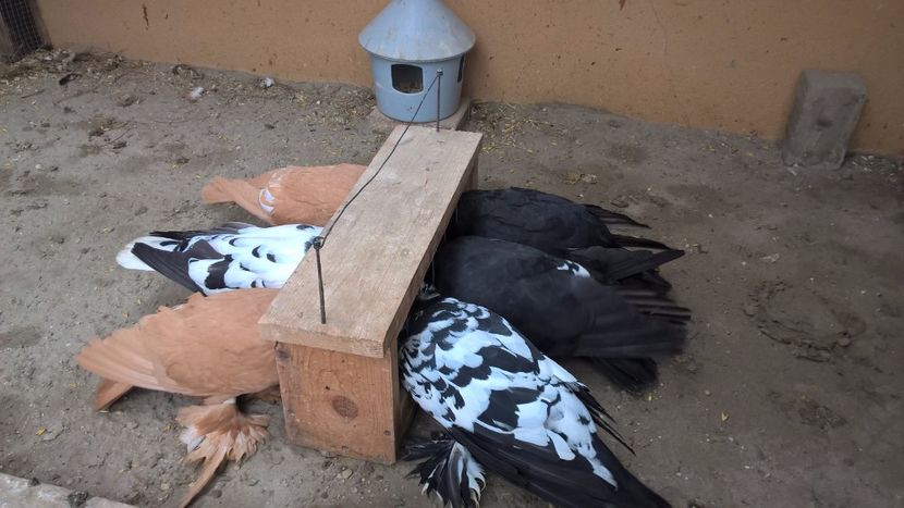 18.02.2017 - A-Uriași Maghiari