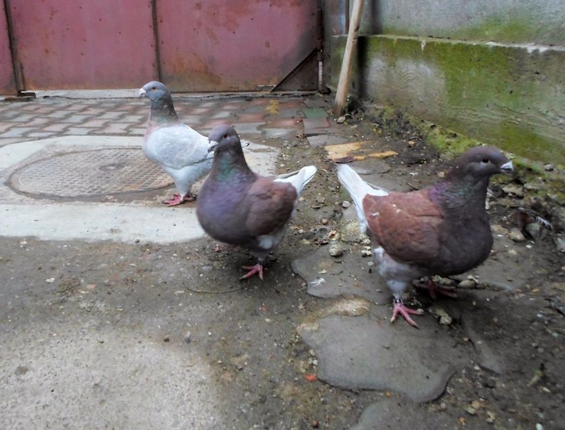  - Voiajori Americani 2017