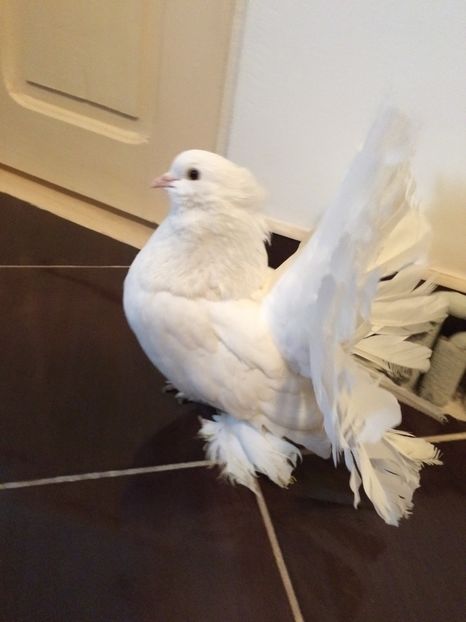  - Voltati indieni 2017