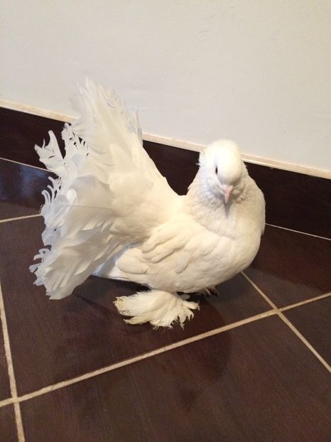  - Voltati indieni 2017