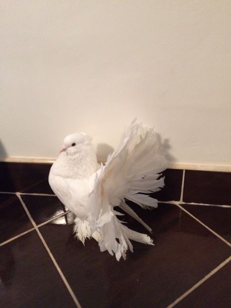  - Voltati indieni 2017