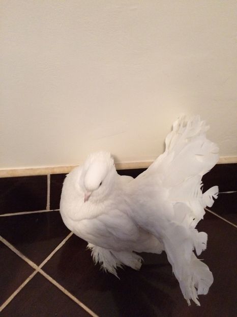  - Voltati indieni 2017