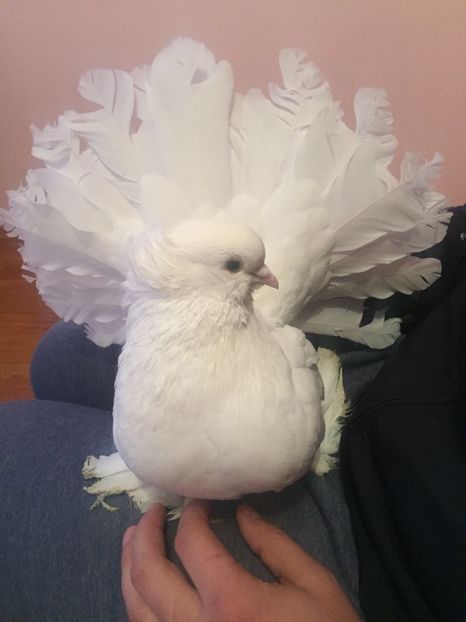  - Voltati indieni 2017