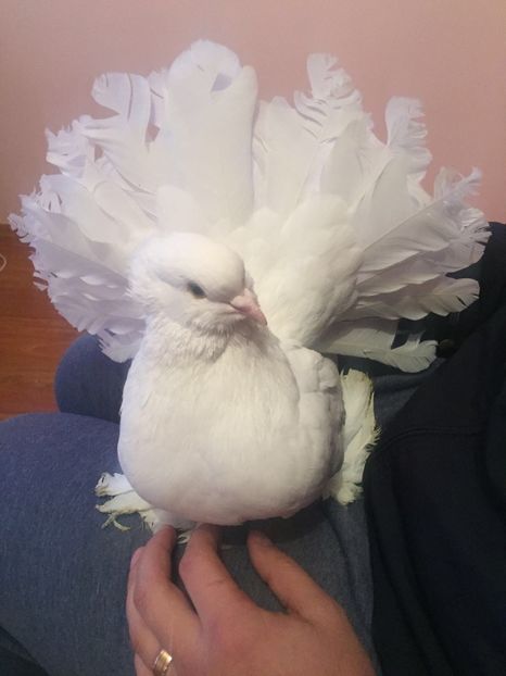  - Voltati indieni 2017