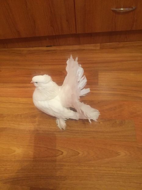  - Voltati indieni 2017