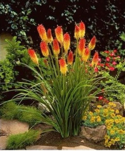 Kniphofia uvaria Crin de faclie - ACASA-De vinzare-Flori-Arbusti-Seminte 2017