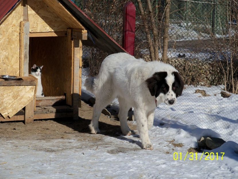 IZA - gardianul de baza