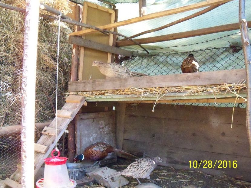  - pui fazani de vanatoare