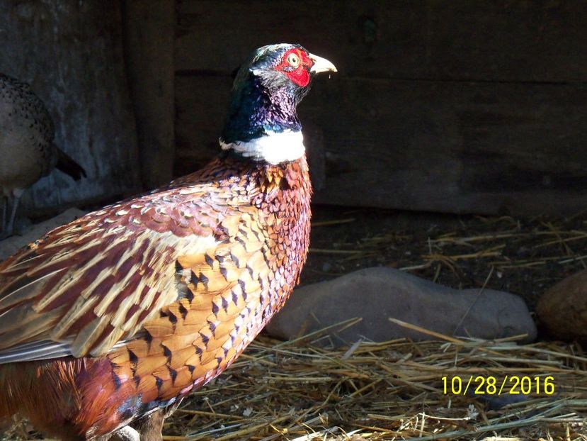  - pui fazani de vanatoare