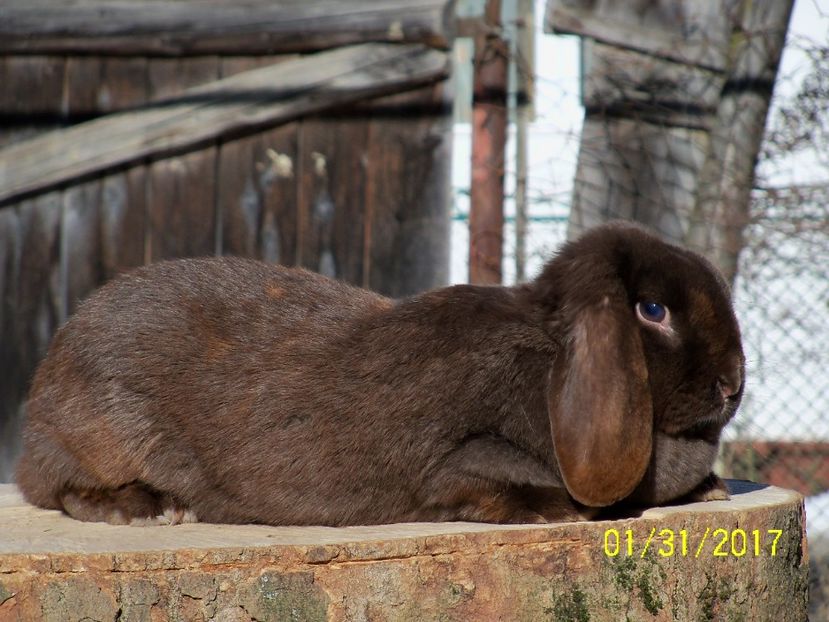 f. 1 HAVANA - 1an jumate - IEPURII MEI DE MATCA