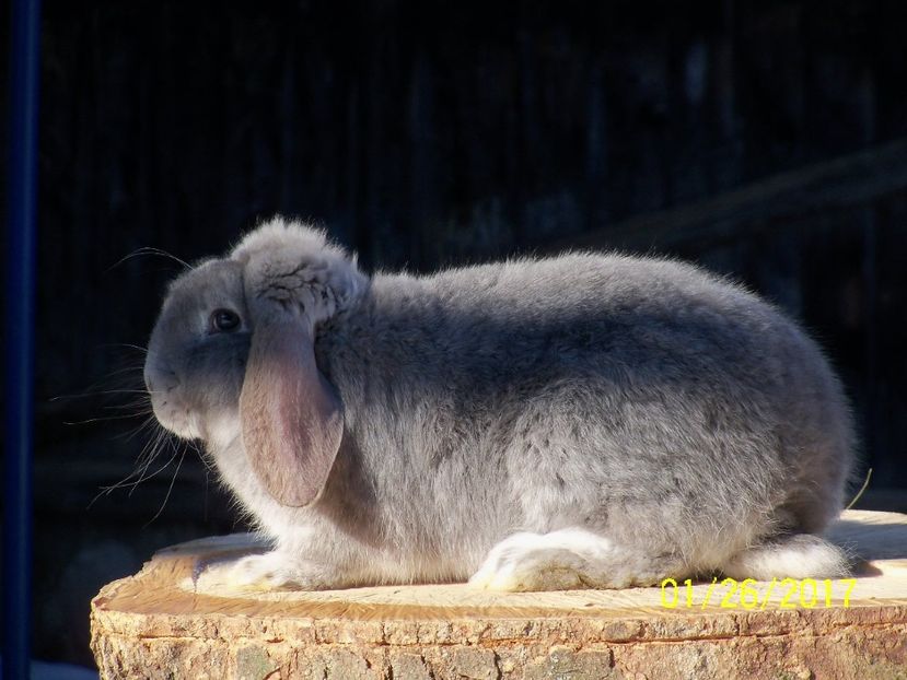 F.3 OPAL - 4 luni - IEPURII MEI DE MATCA