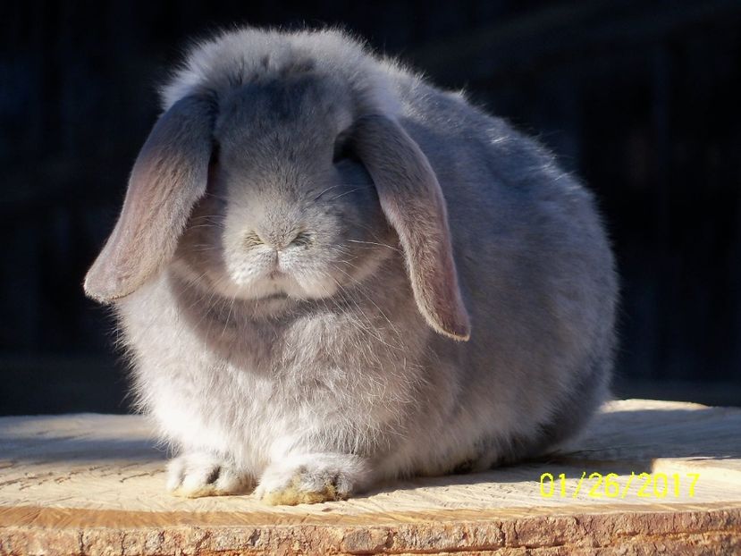 F.3 OPAL - 4 luni - IEPURII MEI DE MATCA