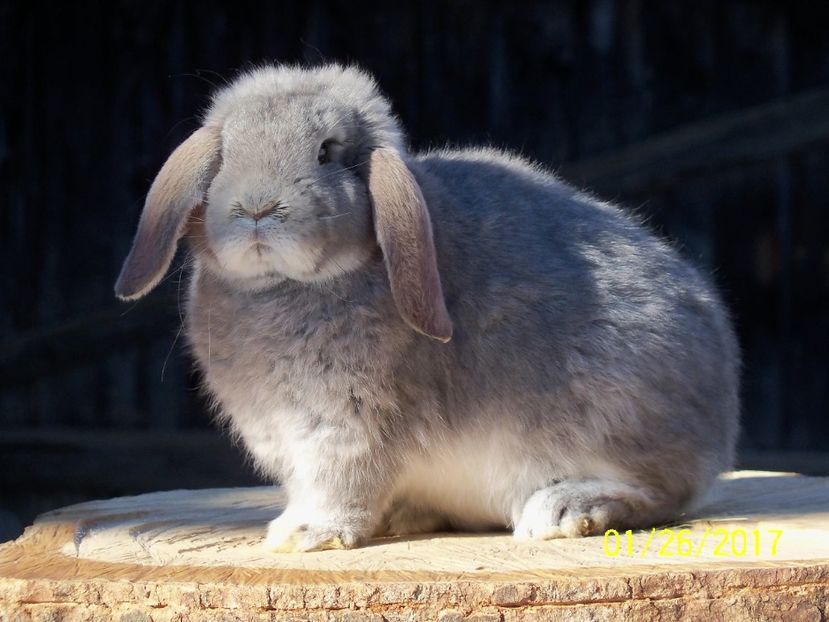 F.3 OPAL - 4 luni - IEPURII MEI DE MATCA