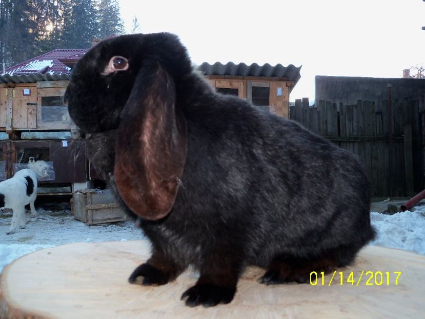 F.2 NEGRU SELF CHIN - 10 luni - IEPURII MEI DE MATCA