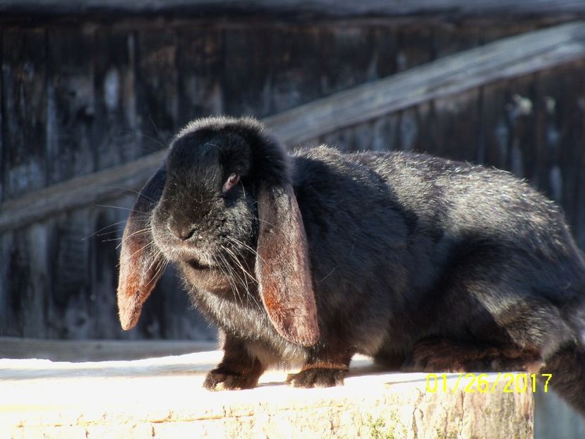 F.2 NEGRU SELF CHIN - 10 luni - IEPURII MEI DE MATCA