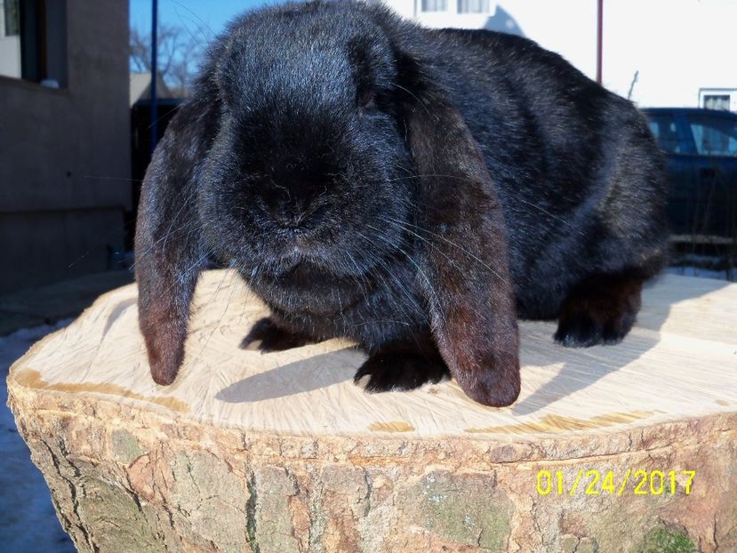 F.2 NEGRU SELF CHIN - 10 luni - IEPURII MEI DE MATCA