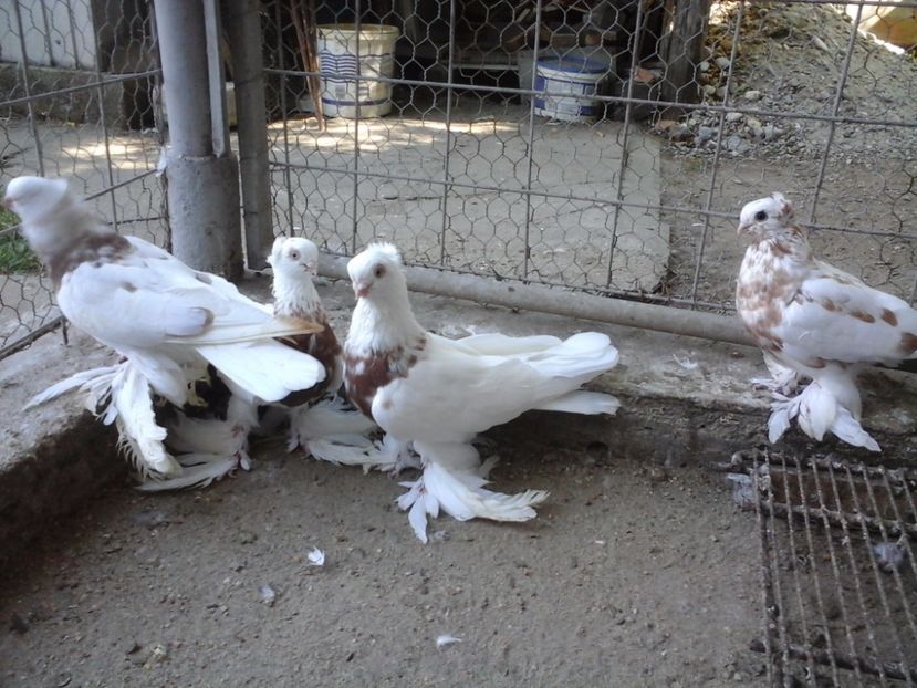  - JUCATOR UZBEKISTAN