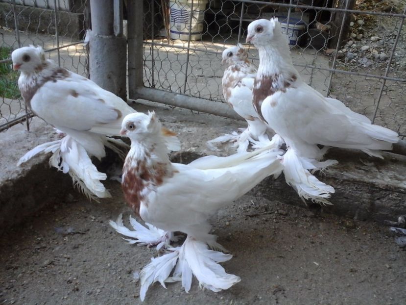  - JUCATOR UZBEKISTAN