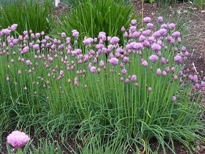  - SEMINTE ARPAGIC - ALLIUM SCHOENOPRASUM - CHIVE - CEAPA DE TUNS - D 40