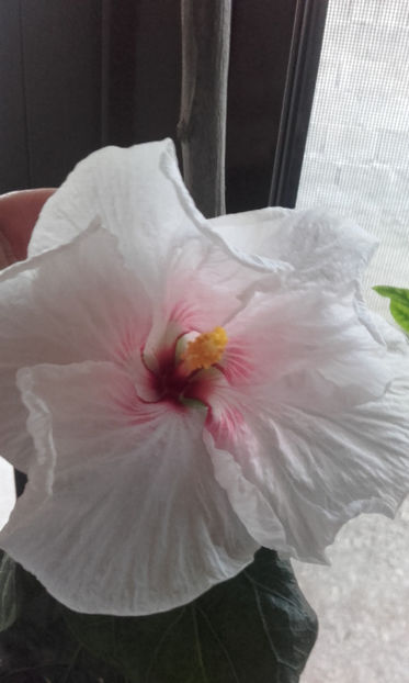 diferenta mare fata de original - hibi tahitian gray ghost