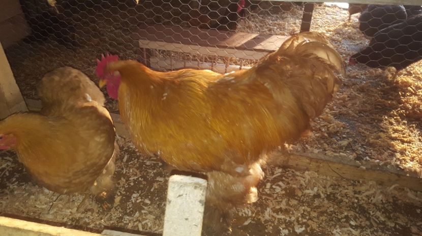 1 - Cochinchina Uriasa Galbena