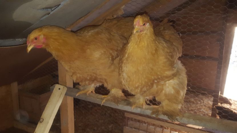 2 - Cochinchina Uriasa Galbena