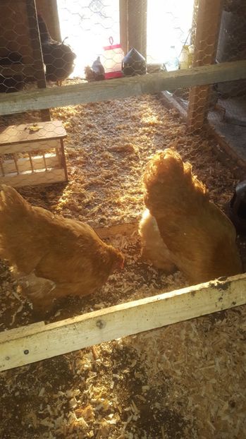 3 - Cochinchina Uriasa Galbena