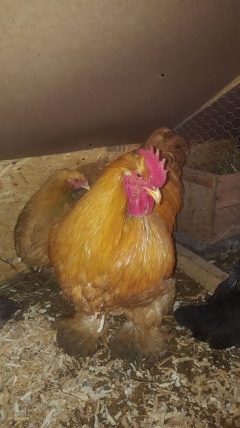 4 - Cochinchina Uriasa Galbena