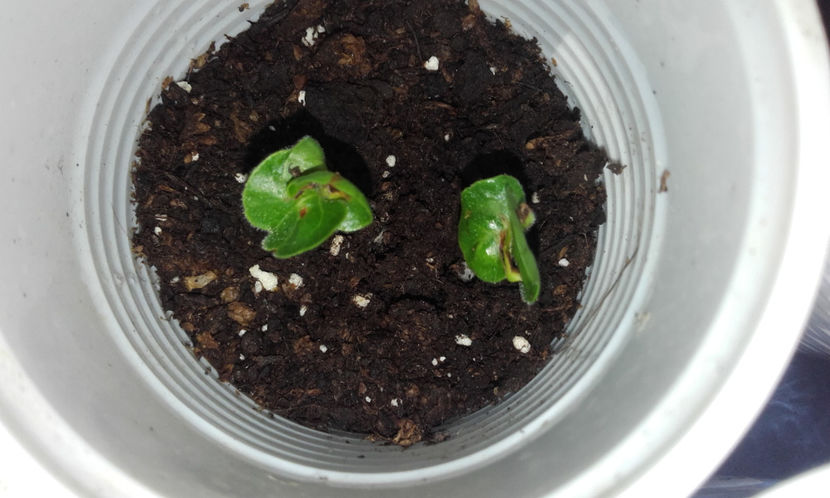 11.02.2017 - seminte hibii 3