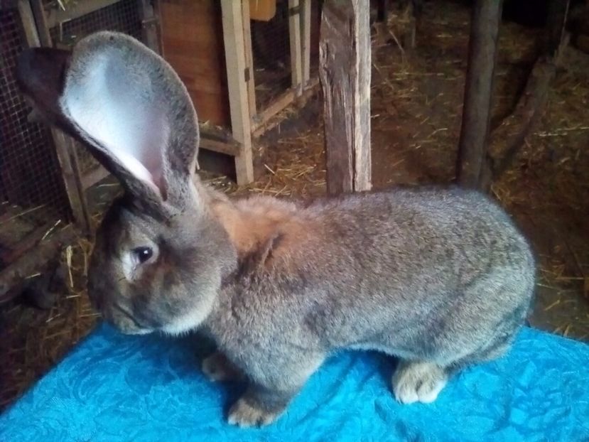 R731 H26. 2 * 97p Ungaria - cuib cu 6 puisori din 20 02 2017