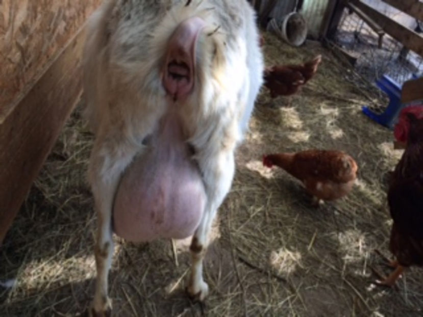 1 - IEDUTI SANNEN 2017