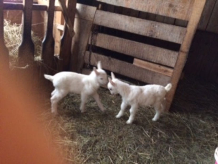  - IEDUTI SANNEN 2017