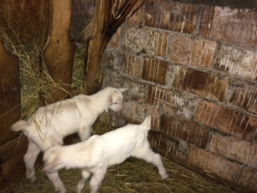  - IEDUTI SANNEN 2017