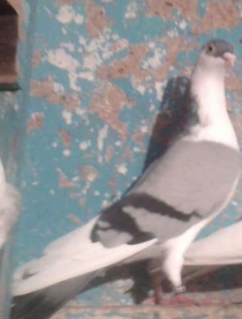 Fată - ionut-contact 0787876956