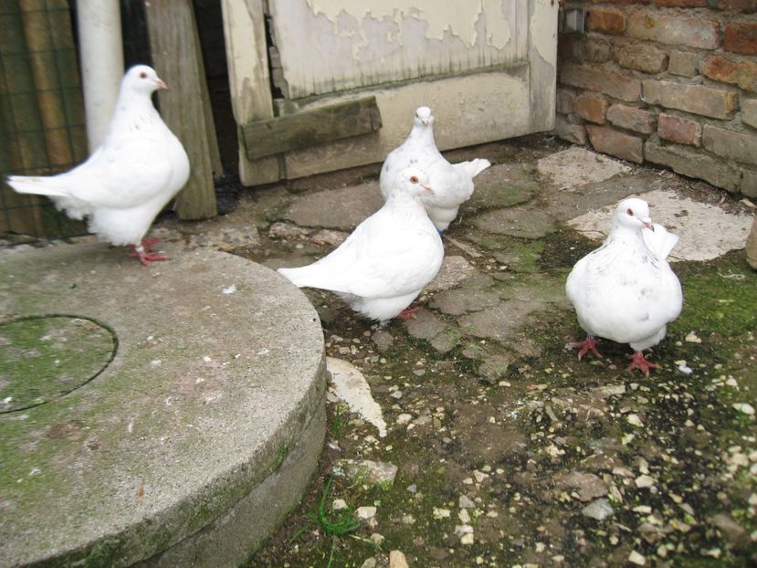  - TEXANI PENTRU GELU