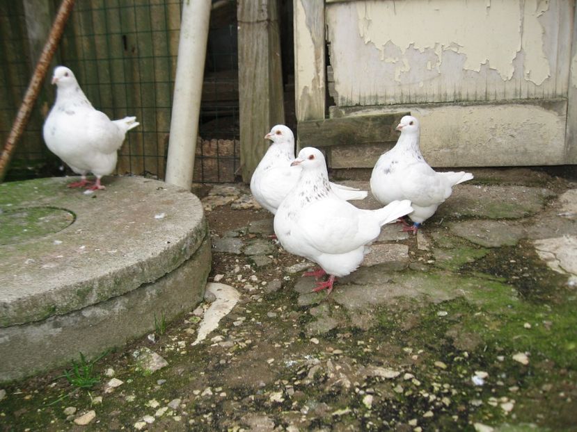  - TEXANI PENTRU GELU