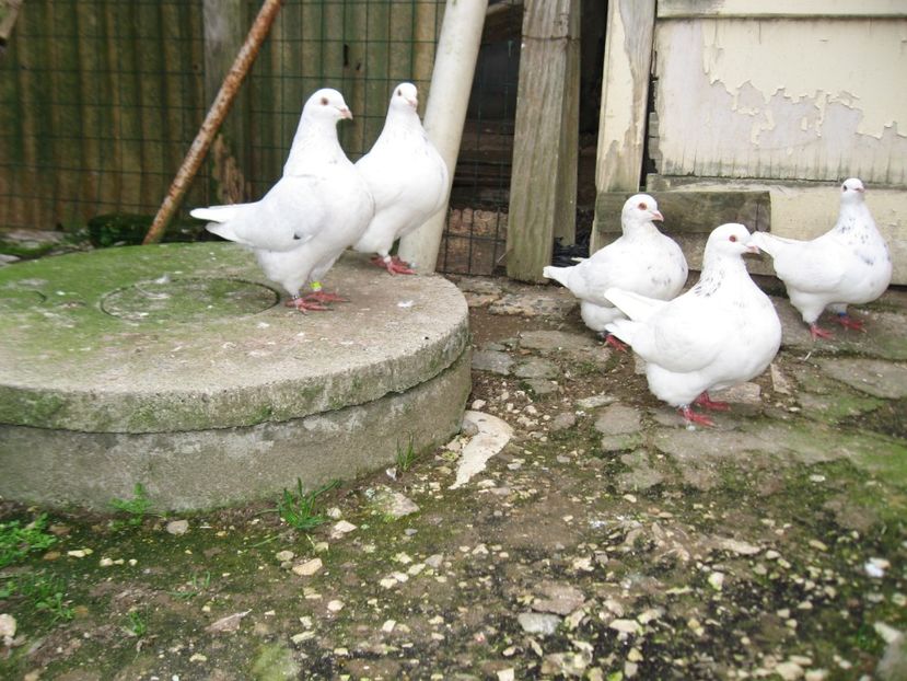  - TEXANI PENTRU GELU