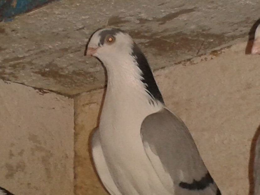  - porumbei galateni