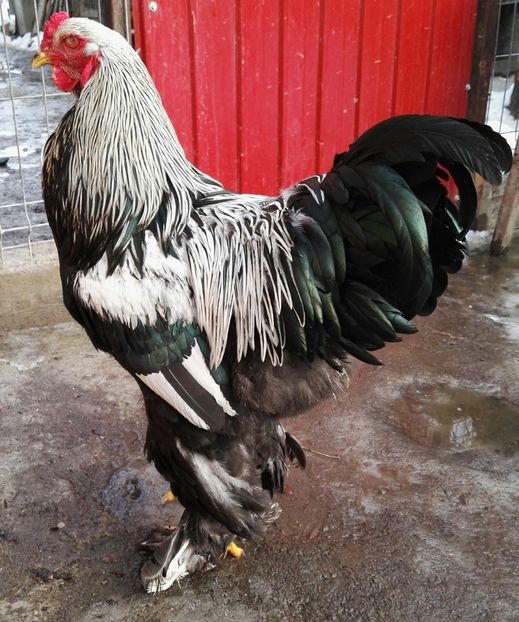  - Oua pentru incubat de vanzare