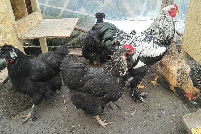  - Oua pentru incubat de vanzare