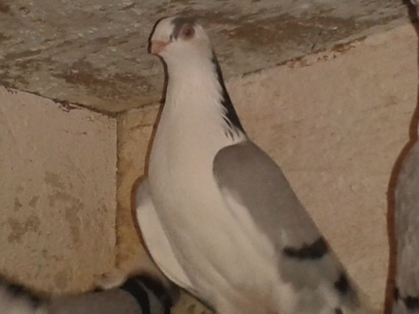  - porumbei galateni