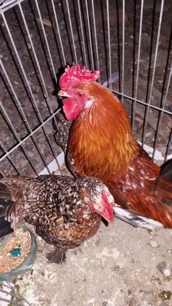 vandute - De vanzare gainuse mi de flori