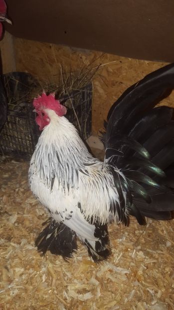 1 - Mii de Flori Alb Bobat Cu Negru