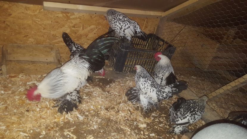 3 - Mii de Flori Alb Bobat Cu Negru